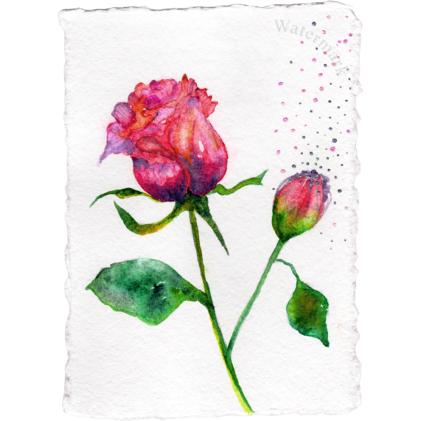 Paper Bloom #1 Hand Painted Original Watercolour on 6"x8" Cotton Paper